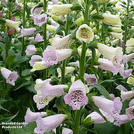Foxglove Camelot Lavender