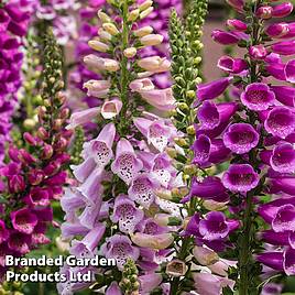 Foxglove Dalmatian Mixed