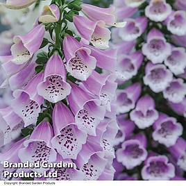 Digitalis Dalmation Rose