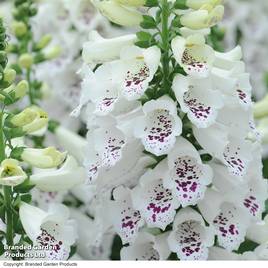 Foxglove Dalmatian White