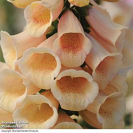 Foxglove Dalmatian Peach