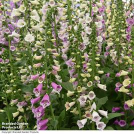 Foxglove Foxy