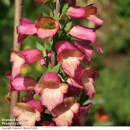 Foxglove Illumination Flame