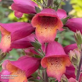 Foxglove Foxlight Ruby Glow