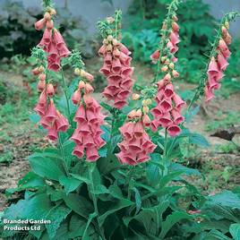 Foxglove Summer King