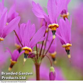 Dodecatheon meadia