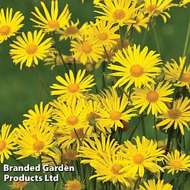 Doronicum caucasicum Little Leo