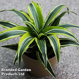 Dracaena fragrans (Deremensis Group) Lemon Lime