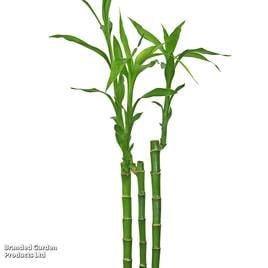 Dracaena sanderiana Lucky Bamboo Straight Stem