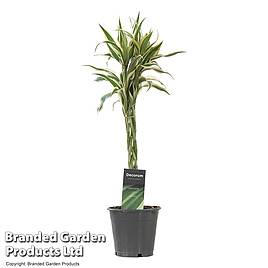 Dracaena surculosa Twisted Stem