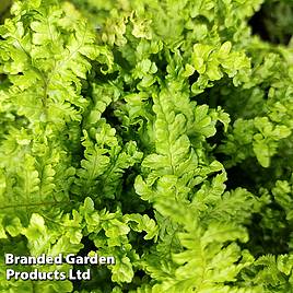 Dryopteris filix-mas Cristata