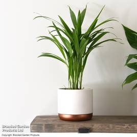 Bamboo Palm