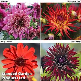 Dahlia Rouge Collection