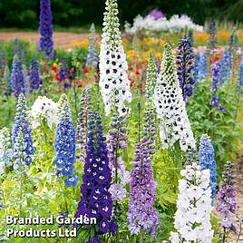 Delphinium Magic Fountains Mixed