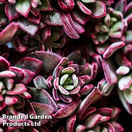Echeveria Devotion