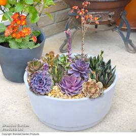Echeveria Collection