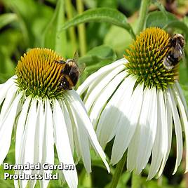 Echinacea purpurea Alba