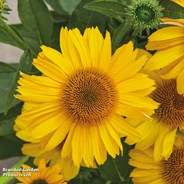 Echinacea purpurea Papallo Classic Gold