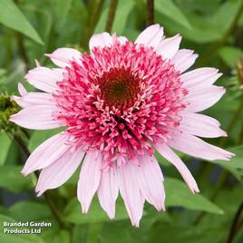 Echinacea purpurea Papallo Semi Double Pink