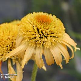 Echinacea purpurea Papallo Semi Double Peach