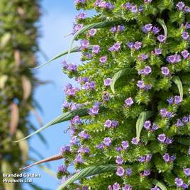 Echium pininana - Seeds
