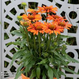 Echinacea Prima Saffron