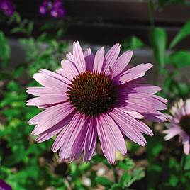 Echinacea purpurea Primadonna Deep Pink