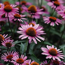 Echinacea purpurea