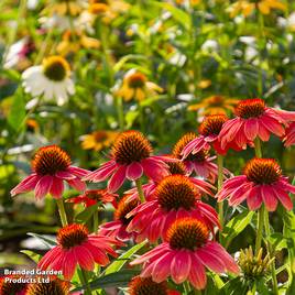 Echinacea Red Coneflower