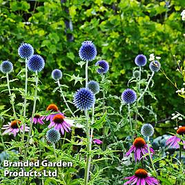Echinops Ritro