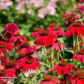 Echinacea Sombrero Salsa Red