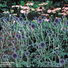 Echinops bannaticus Taplow Blue