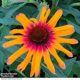 Echinacea Sunseekers Tequila Sunrise