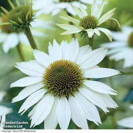 Echinacea purpurea White Swan