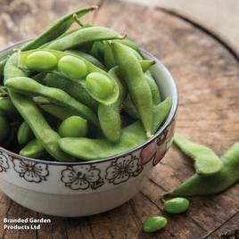 Soya Bean Edamame - Seeds