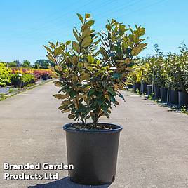 Elaeagnus ebbingei Compacta