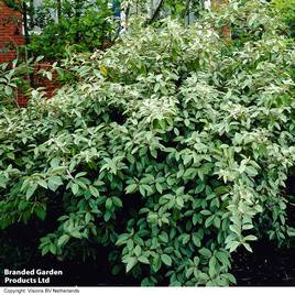 Elaeagnus ebbingei (Hedging)