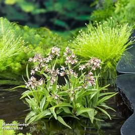 Epipactis palustris (Marginal Aquatic)