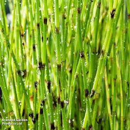Equisetum fluviatile (Marginal Aquatic)