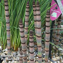 Equisetum hyemale (Marginal Aquatic)