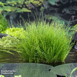 Equisetum scirpoides (Marginal Aquatic)