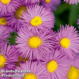Erigeron seciosus Pink Jewel