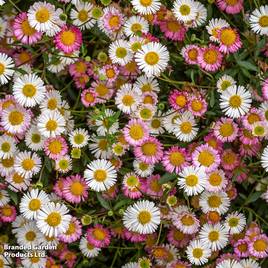 Erigeron Stallone