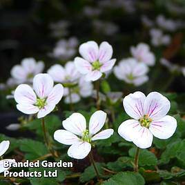 Erodium reichardii White