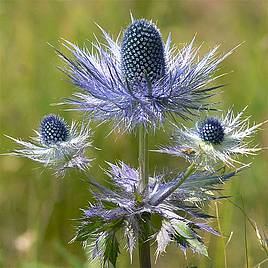 Eryngium Alpinum