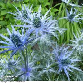 Eryngium x zabelii Big Blue