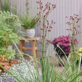 Eryngium Magical Red Thunder