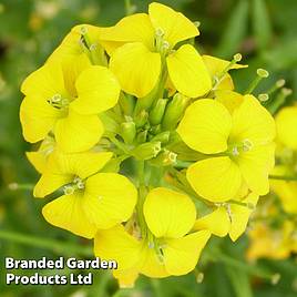 Erysimum cheiri Golden Gem