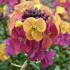 Erysimum Artist Paintbox