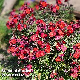 Erysimum Colour Vibe Red